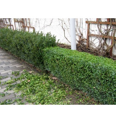 Обрезка живой изгороди из лиственных пород деревьев и кустарников