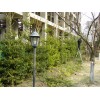 Обрезка живой изгороди из хвойных пород деревьев и кустов