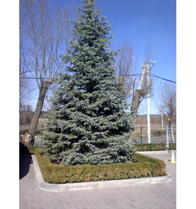 Обрезка хвойных крупномеров (кронирование)
